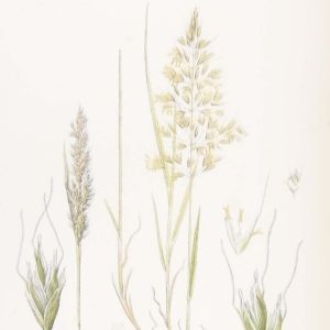 Yellow oat Grass 1872 print