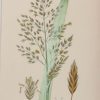 Antique hand coloured botanical prints, a pair after James Sowerby titled Reed Meadow Grass and Reflexed Meadow Grass.