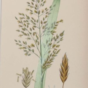 Antique hand coloured botanical prints, a pair after James Sowerby titled Reed Meadow Grass and Reflexed Meadow Grass.