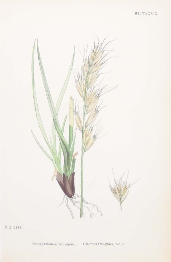 Antique hand coloured botanical print after James Sowerby titled Glabrous Oat Grass var b.