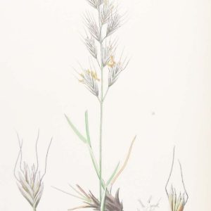 Antique hand coloured botanical print after James Sowerby titled Glabrous Oat Grass var a.