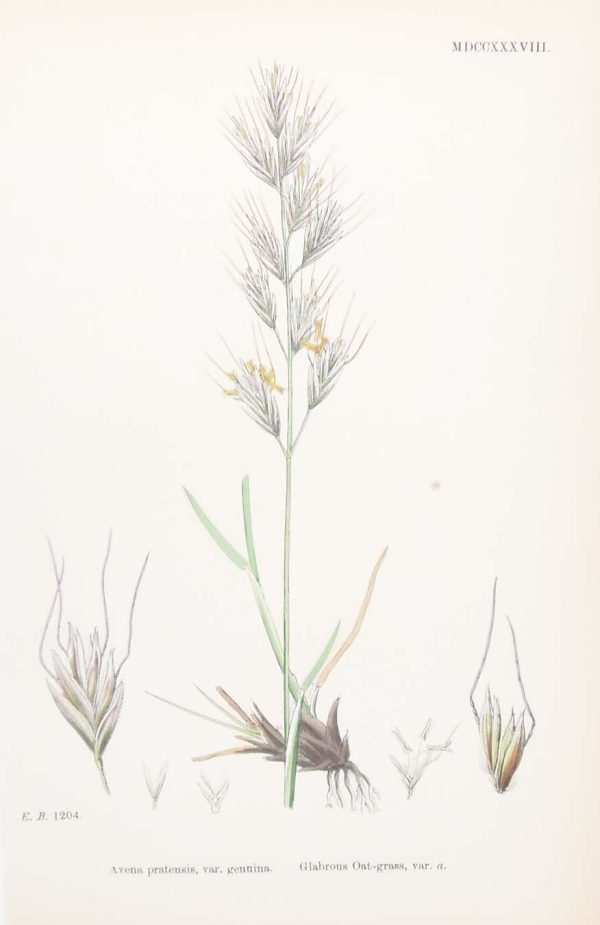 Antique hand coloured botanical print after James Sowerby titled Glabrous Oat Grass var a.
