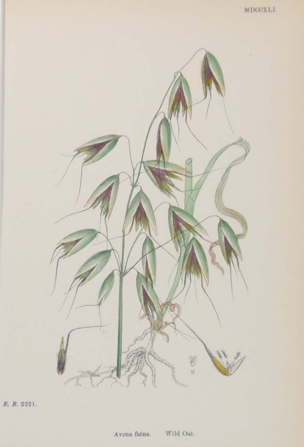 Antique hand coloured botanical prints, a pair after James Sowerby titled Wild Oat and Wall Barley.