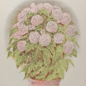 Antique botanical print, Victorian, titled Double Tuberous Begonia.