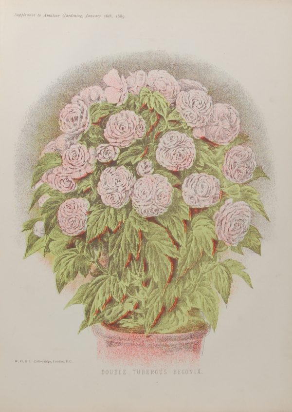 Antique botanical print, Victorian, titled Double Tuberous Begonia.