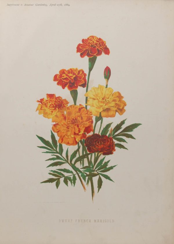 Antique botanical print, Victorian, titled Dwarf French Marigold. The print a chromolithograph was published by W H & L Collingridge in 1889.
