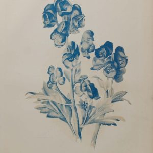 Antique botanical print, Victorian, titled Japanese Aconite.