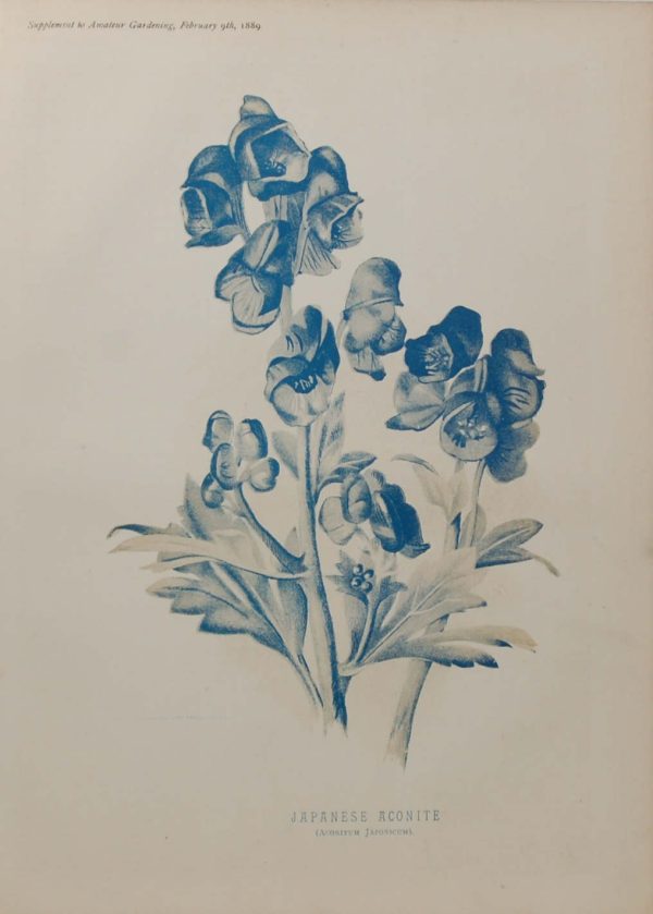 Antique botanical print, Victorian, titled Japanese Aconite.