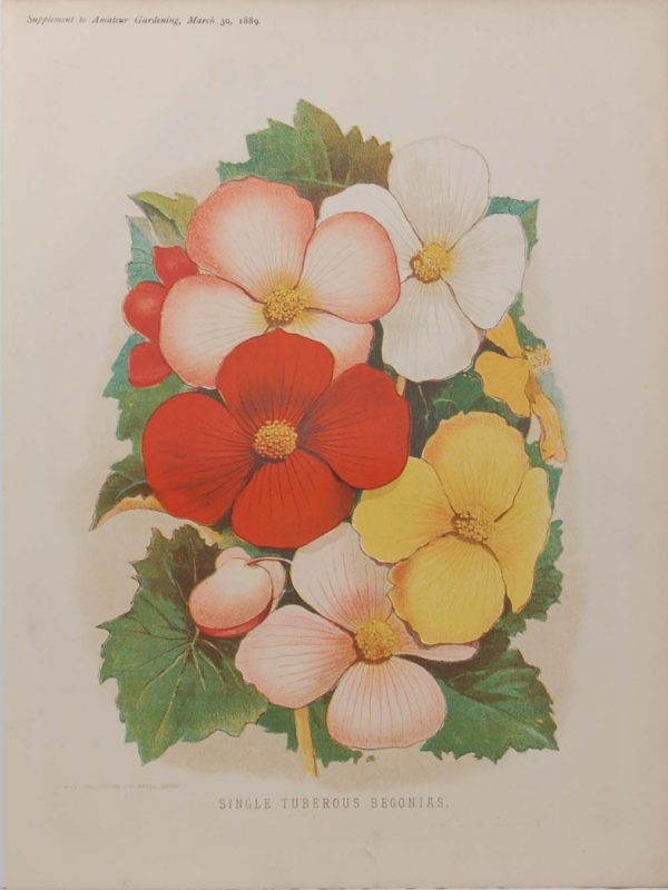 Antique botanical print, Victorian, titled Single Tuberous Begonias.