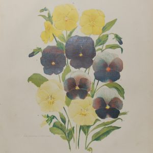 Antique botanical print, Victorian, titled Bedding Violas.