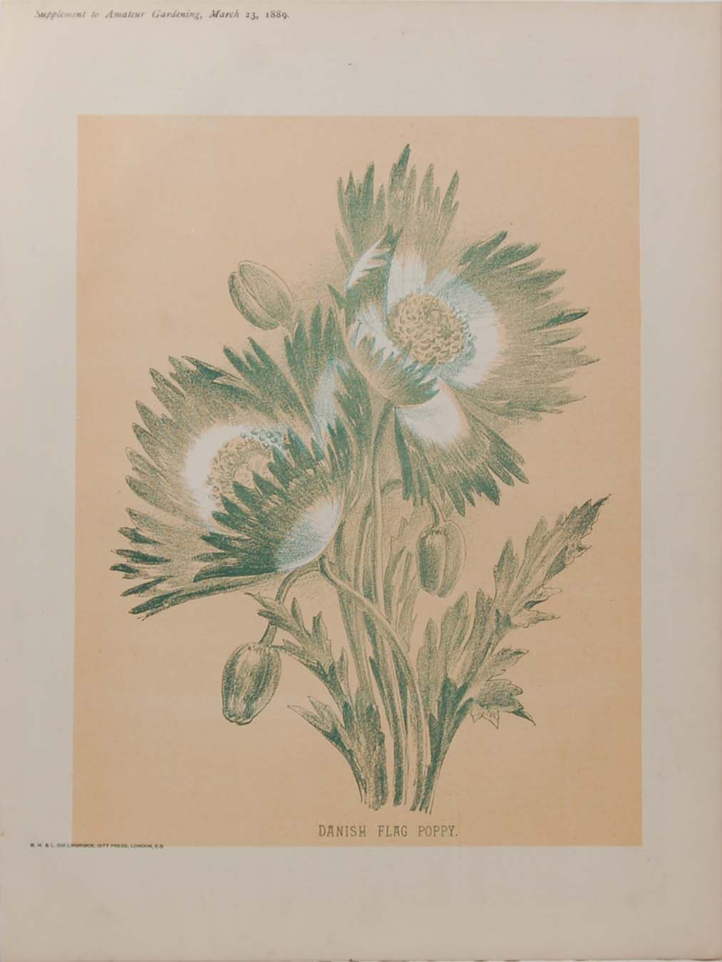 Antique botanical print, Victorian, titled Danish Flag Poppy. The print a chromolithograph was published by W H & L Collingridge in 1889.