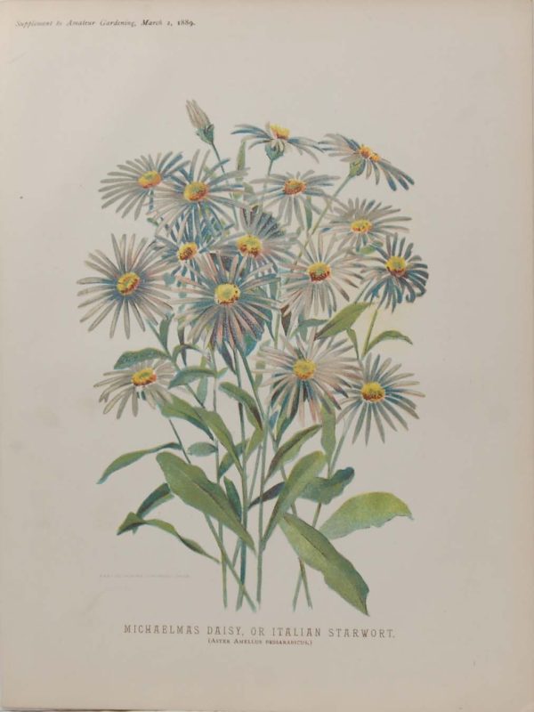 Michaelmas Daisy 1892 Antique Botanical Print
