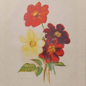 Antique botanical print, Victorian, titled Group of Single Dahlias.