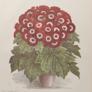 Antique botanical print, Victorian, titled Specimen Seedling Cineraria. The print a chromolithograph was published by W H & L Collingridge in 1889.