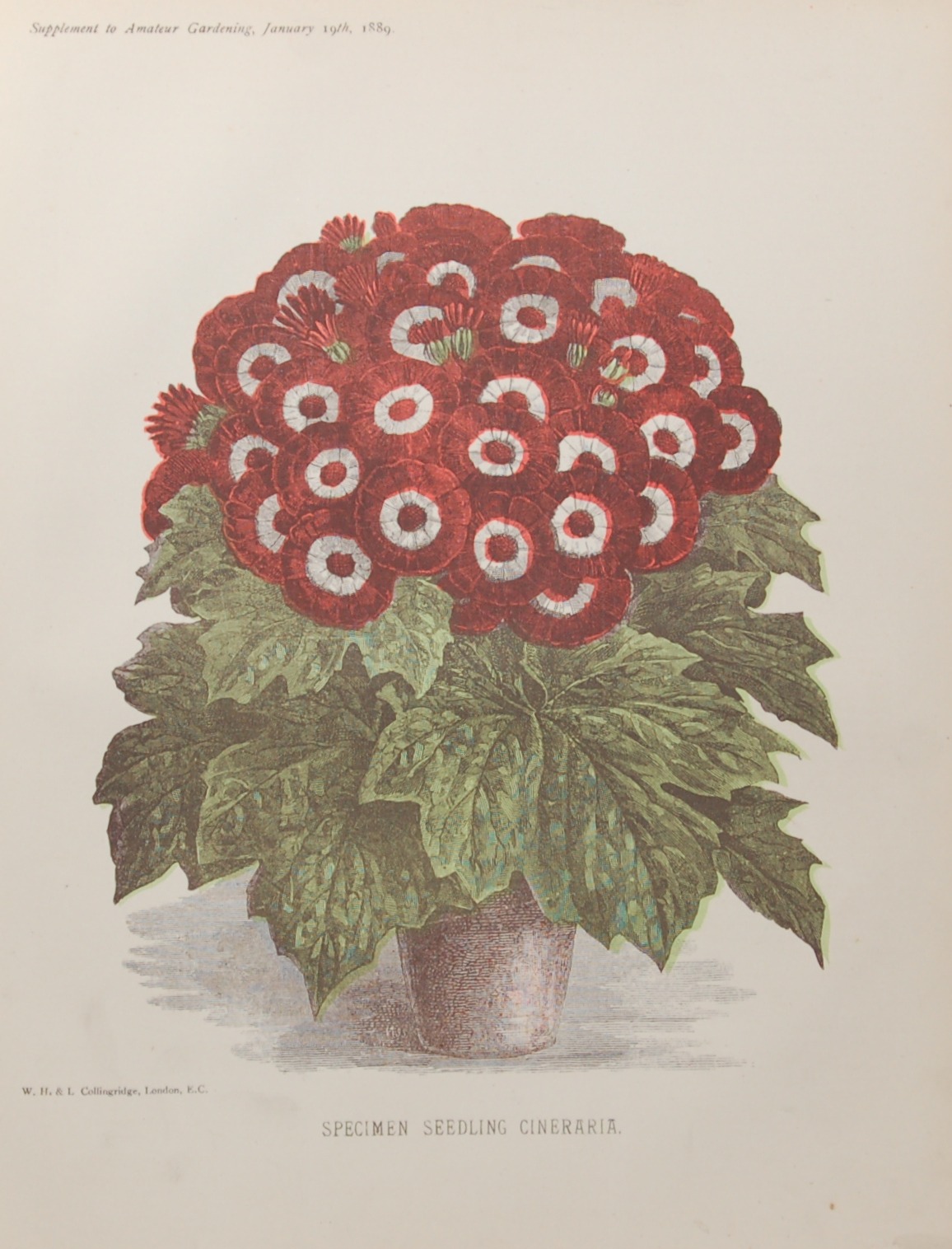 Antique botanical print, Victorian, titled Specimen Seedling Cineraria. The print a chromolithograph was published by W H & L Collingridge in 1889.