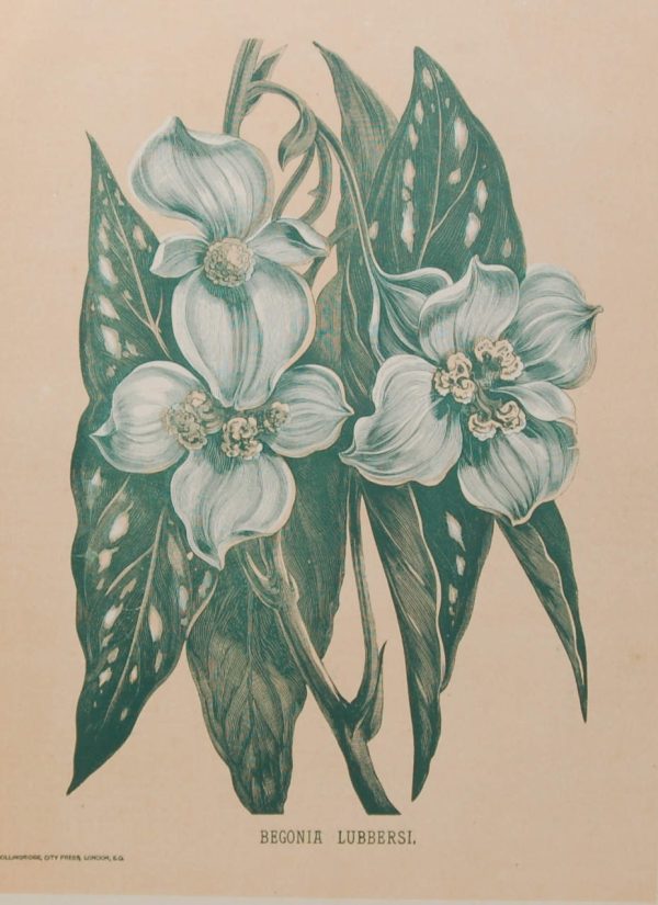 Antique botanical print, Victorian, titled Begonia Lubbersi.