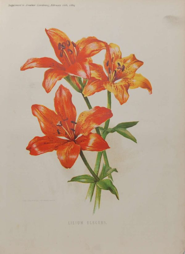 Antique botanical print, Victorian, titled Lilium Elegans.
