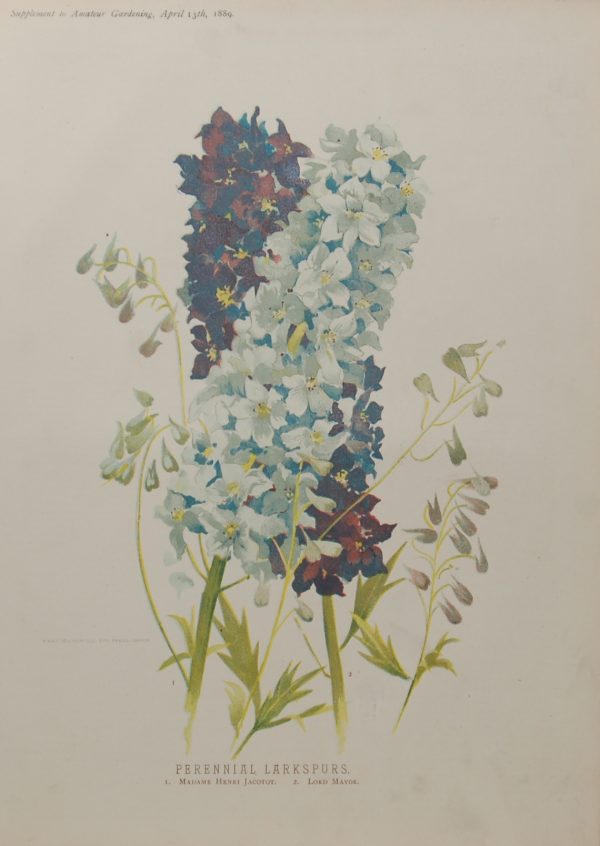 Antique botanical print, Victorian, titled Perennial Larkspurs. The print a chromolithograph was published by W H & L Collingridge in 1889.