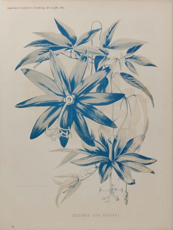Antique botanical print, Victorian, titled Tasconia Van Volemxi.