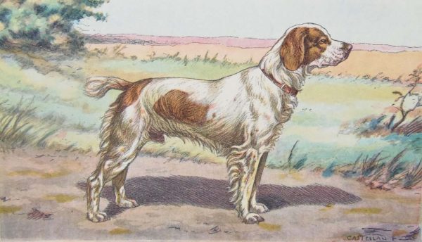 Vintage print of a Brittany Spaniel after Mahler, a chromolithograph from 1938. The print was produced in France and is titled Épagneul Breton.
