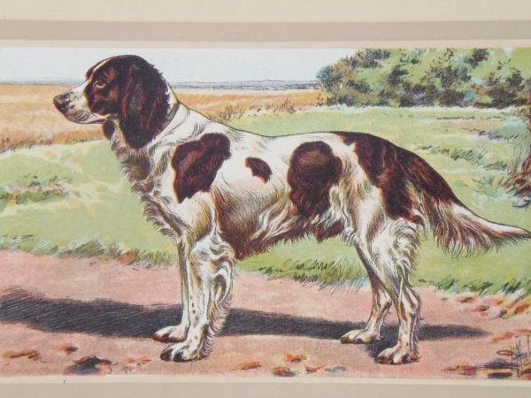 Vintage print of a French Spaniel after Mahler, a chromolithograph from 1938. The print was produced in France and is titled Épagneul Francais.