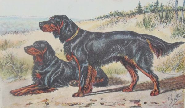 Vintage print of a Gordon Setter after Mahler, a chromolithograph from 1938. The print was produced in France and is titled Setter Noir et Feu.