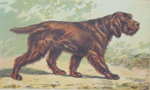 Vintage print of a Griffon Boulet after Mahler, a chromolithograph from 1938. The print was produced in France and is titled Griffon a Poil Laineux.