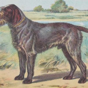 Vintage print of a Wirehaired Pointing Griffon after Mahler, a chromolithograph from 1938. The print was produced in France and is titled Griffon D'arrét a Poil Dur.