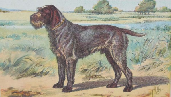 Vintage print of a Wirehaired Pointing Griffon after Mahler, a chromolithograph from 1938. The print was produced in France and is titled Griffon D'arrét a Poil Dur.