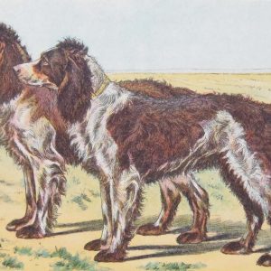 Vintage print of a Pont-Audemer Spaniel after Mahler, a chromolithograph from 1938. The print was produced in France and is titled Épagneul de Pont-Audemer.