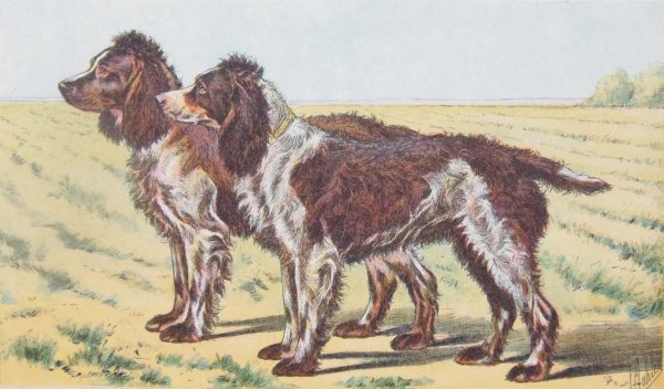 Vintage print of a Pont-Audemer Spaniel after Mahler, a chromolithograph from 1938. The print was produced in France and is titled Épagneul de Pont-Audemer.