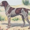 Vintage print of a German Pointer after Mahler, a chromolithograph from 1938. The print was produced in France and is titled Braque Allemand.