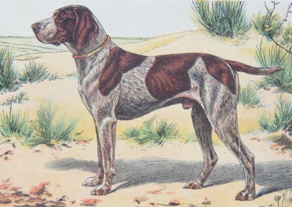 Vintage print of a German Pointer after Mahler, a chromolithograph from 1938. The print was produced in France and is titled Braque Allemand.