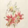 Pair of antique botanical prints, mounted, Victorian, titled, Anemone Japonica & Lilium Speciosum (Vars)