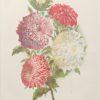 Pair of antique botanical prints, mounted, Victorian, titled, Emperor Petunias & Group of Annual Asters .