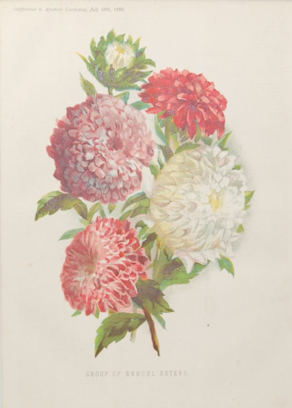 Pair of antique botanical prints, mounted, Victorian, titled, Emperor Petunias & Group of Annual Asters .