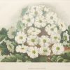 Pair of antique botanical prints, mounted, Victorian, titled, Primula Gipsy Queen & Pyrethrum Uliginosum.