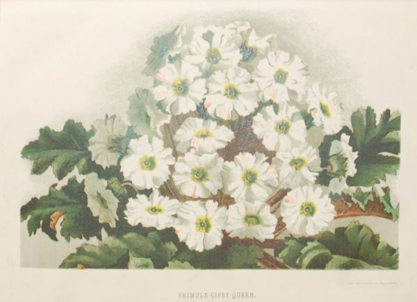 Pair of antique botanical prints, mounted, Victorian, titled, Primula Gipsy Queen & Pyrethrum Uliginosum.