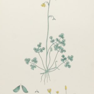 Antique hand coloured botanical print after James Sowerby titled Alpine Meadow Rue (Thalictrum Alpinum).