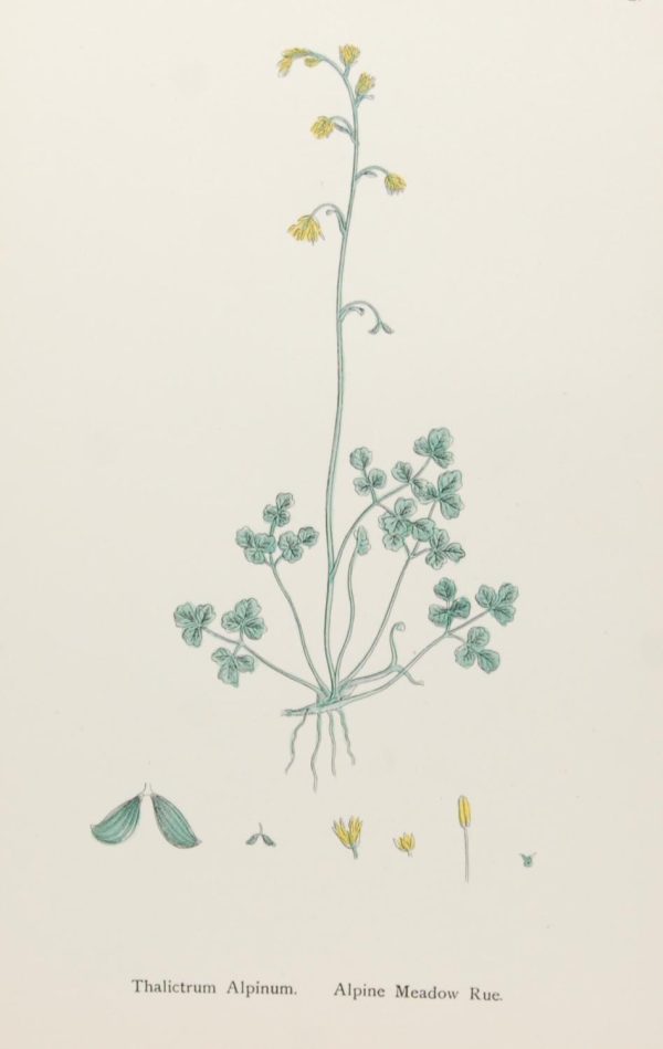 Antique hand coloured botanical print after James Sowerby titled Alpine Meadow Rue (Thalictrum Alpinum).