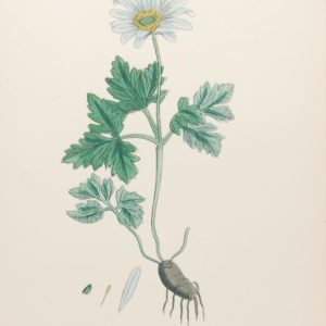 Antique hand coloured botanical print after James Sowerby titled Blue Mountain Anemone (Anemone Apennina)