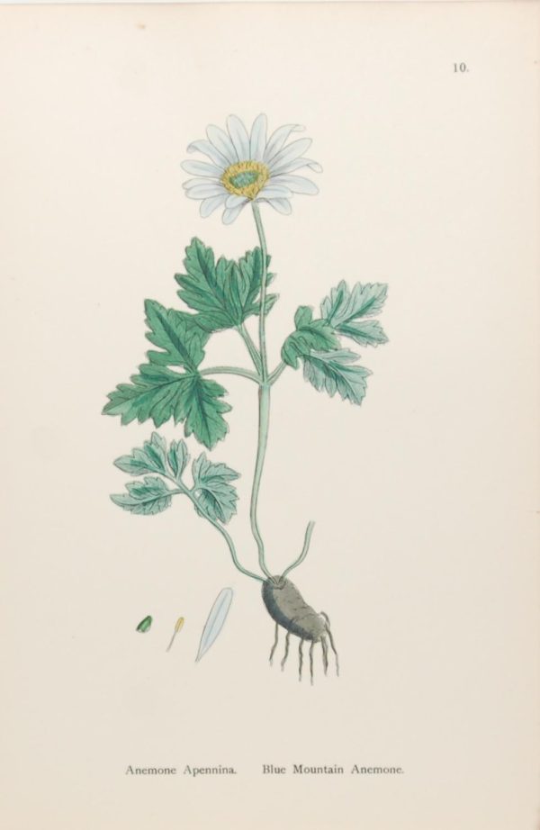 Antique hand coloured botanical print after James Sowerby titled Blue Mountain Anemone (Anemone Apennina)