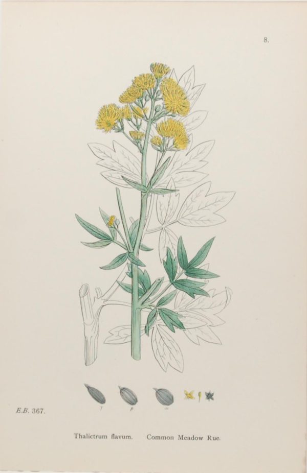 Antique hand coloured botanical print after James Sowerby titled Common Meadow Rue (Thalictrum Flavum)