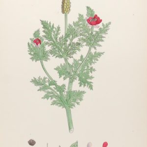 Antique hand coloured botanical print after James Sowerby titled Common Pheasant's Eye (Adonis Autumnalis)