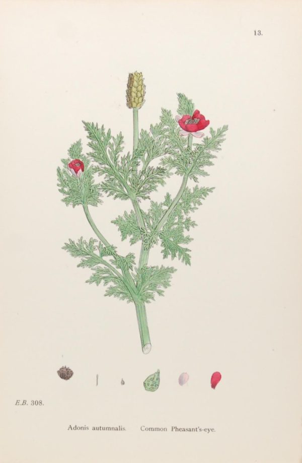 Antique hand coloured botanical print after James Sowerby titled Common Pheasant's Eye (Adonis Autumnalis)
