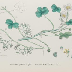 Antique hand coloured botanical print after James Sowerby titled Common Water Crowfoot (Ranunculus Peltatus Vulgaris)