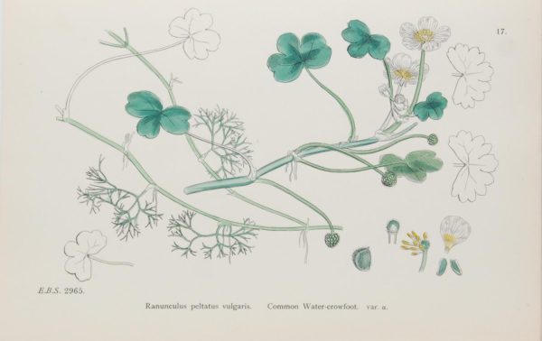 Antique hand coloured botanical print after James Sowerby titled Common Water Crowfoot (Ranunculus Peltatus Vulgaris)