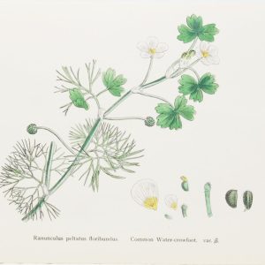 Antique hand coloured botanical print after James Sowerby titled Common Water Crowfoot var b (Ranunculus Peltatus Floribundus)