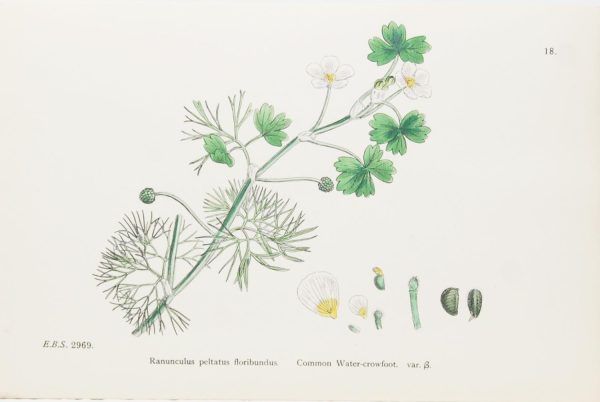 Antique hand coloured botanical print after James Sowerby titled Common Water Crowfoot var b (Ranunculus Peltatus Floribundus)