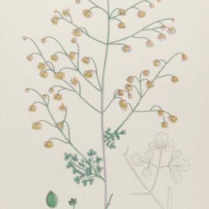 Antique hand coloured botanical print after James Sowerby titled Kochs Meadow Rue var b (Thalictrum Kochii)